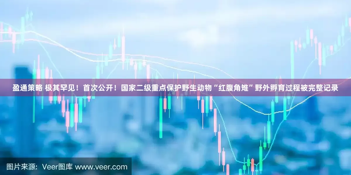 盈通策略 极其罕见！首次公开！国家二级重点保护野生动物“红腹角雉”野外孵育过程被完整记录