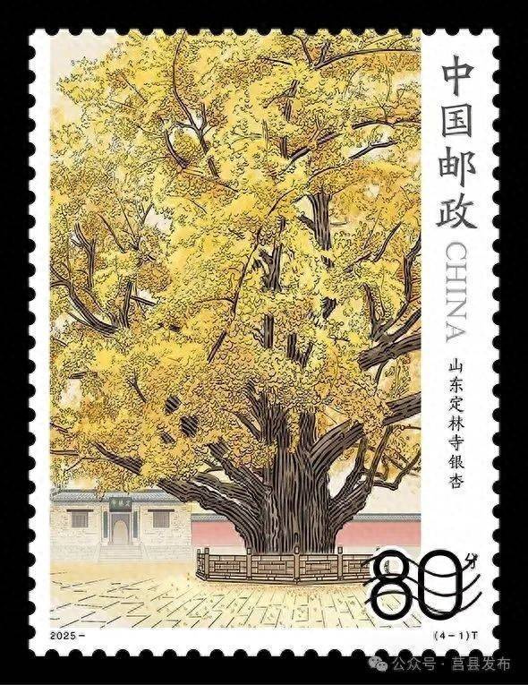 华泰配资 即将登上“国家名片”！莒县4000年银杏入选特种邮票！